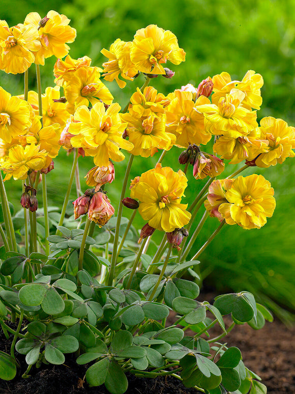 Koop Oxalis Double Trouble in Nederland