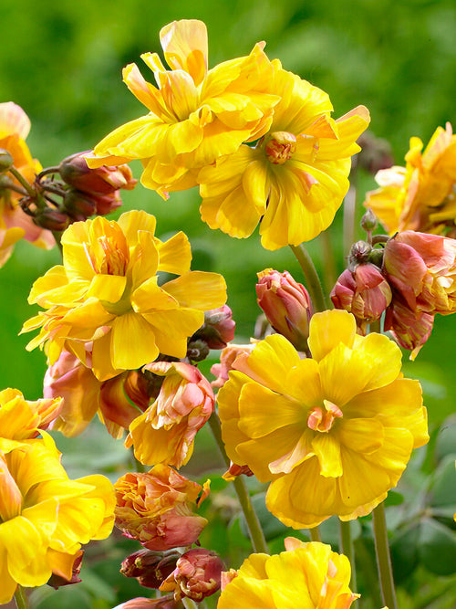 Koop Oxalis Double Trouble in Nederland