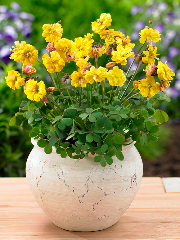 Double Trouble Sauerklee mit gefüllten gelben Blüten