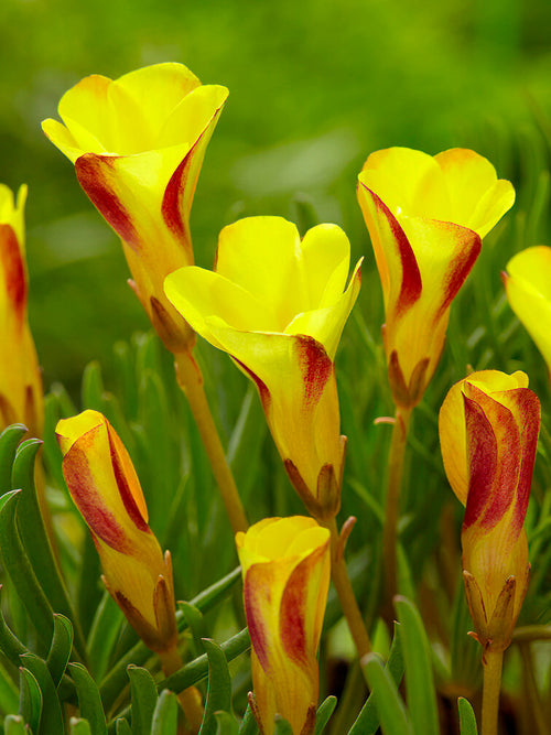 Oxalis Golden Cape kopen vanuit Nederland