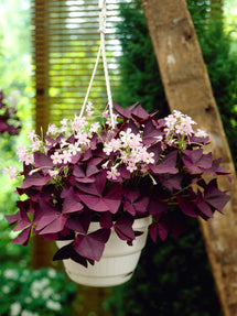 Oxalis triangularis Mijke (Klaverzuring)