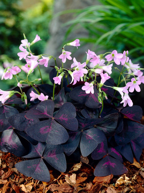 Oxalis Triangularis Sunny Klaverzuring