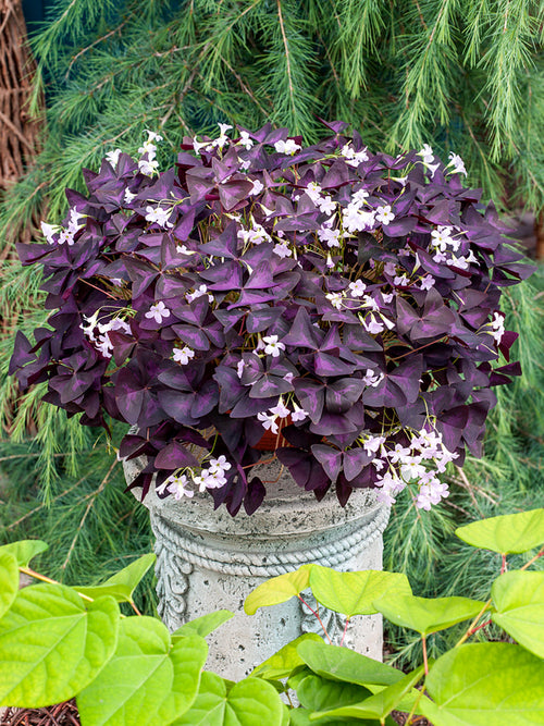 Oxalis Triangularis Sunny Klaverzuring bloembollen bestellen