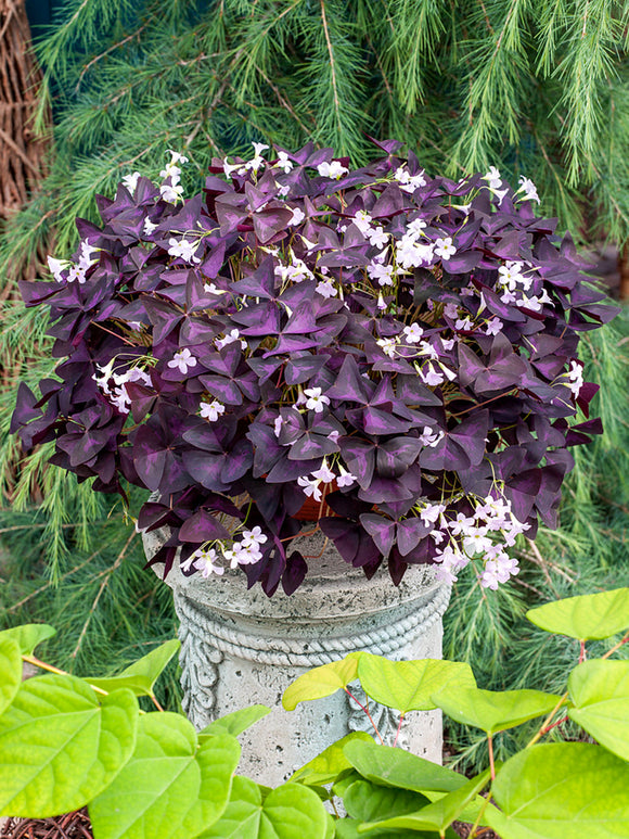 Oxalis Triangularis Sunny Klaverzuring bloembollen bestellen