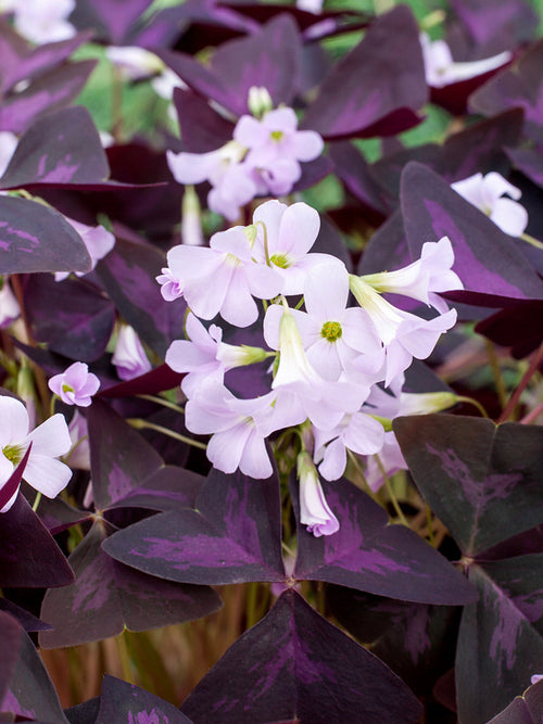 Oxalis Triangularis Sunny Klaverzuring kopen