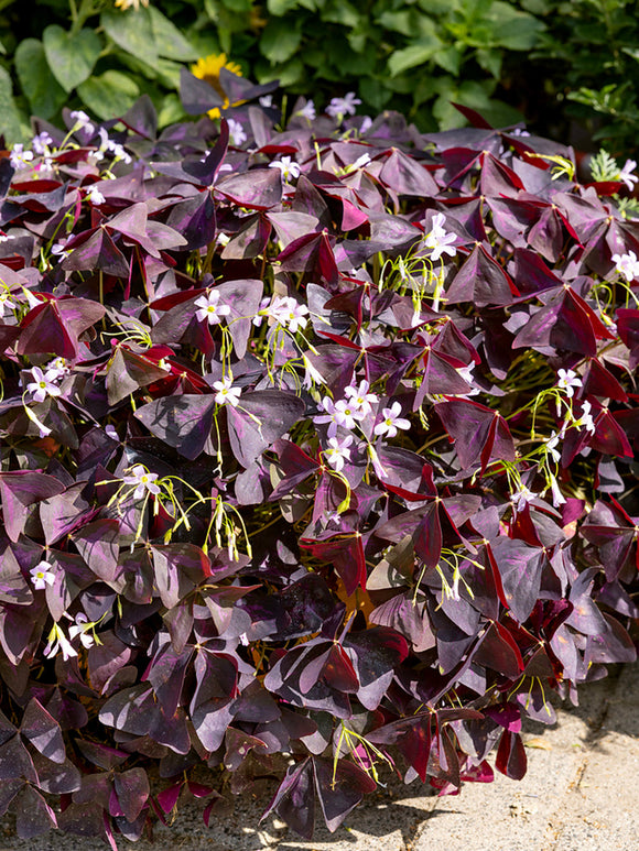 Oxalis Triangularis Sunny Roze Klaverzuring bloembollen bestellen