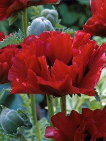 Papaver King Kong (Oosterse klaproos)