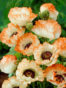 Papaver Picotee (Oosterse klaproos)