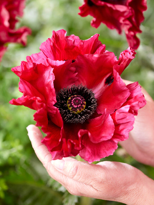 Papaver Red Rumble (Oosterse klaproos)