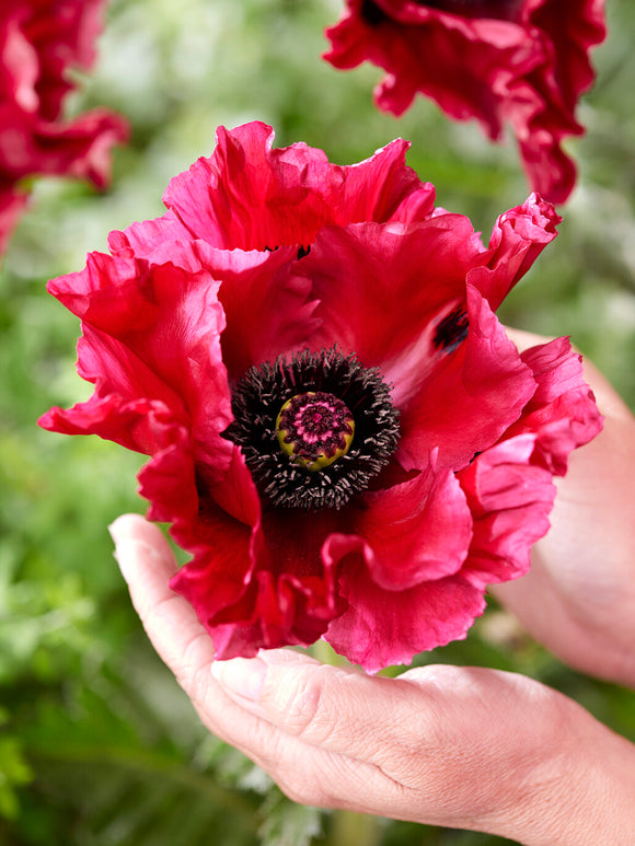 Papaver Red Rumble (Oosterse klaproos)