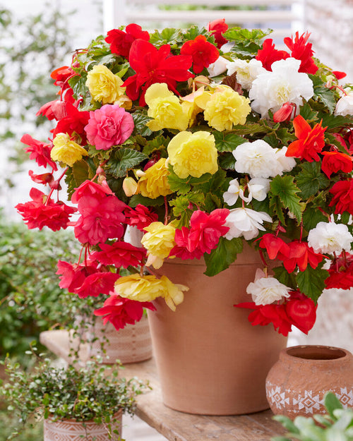 Pendula Mix Begonias - Begonia Bollen