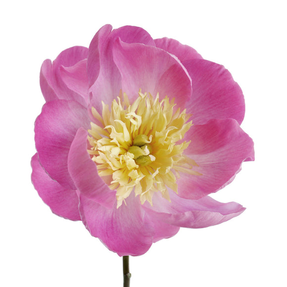 Pioenen kopen Bowl of Beauty