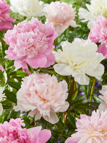 Pioenroos Bridal Bouquet Collectie