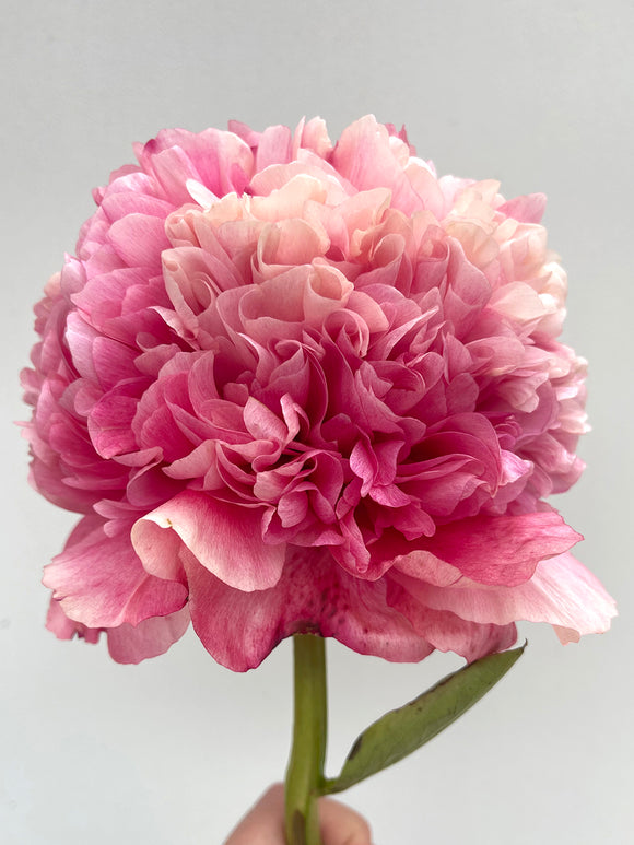 Pioenroos Command Performance