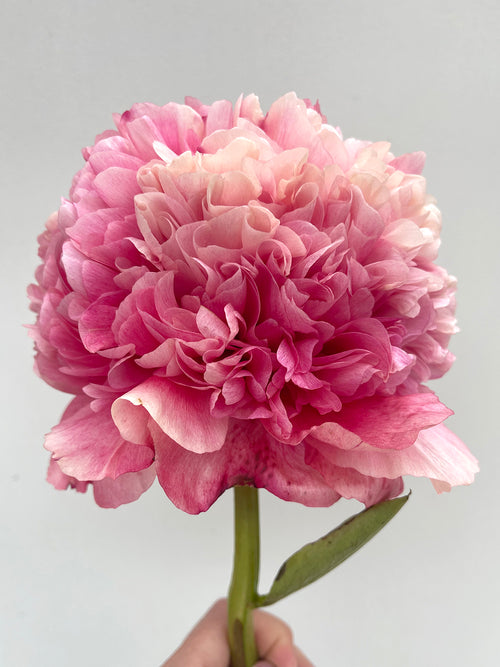 Pioenroos Command Performance