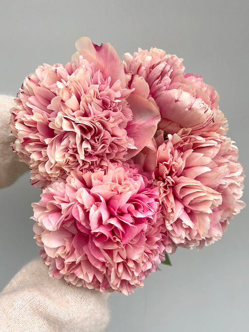 Pioenroos Command Performance