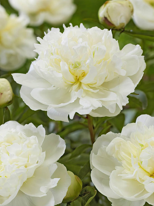 Pioenroos Duchesse de Nemours kopen