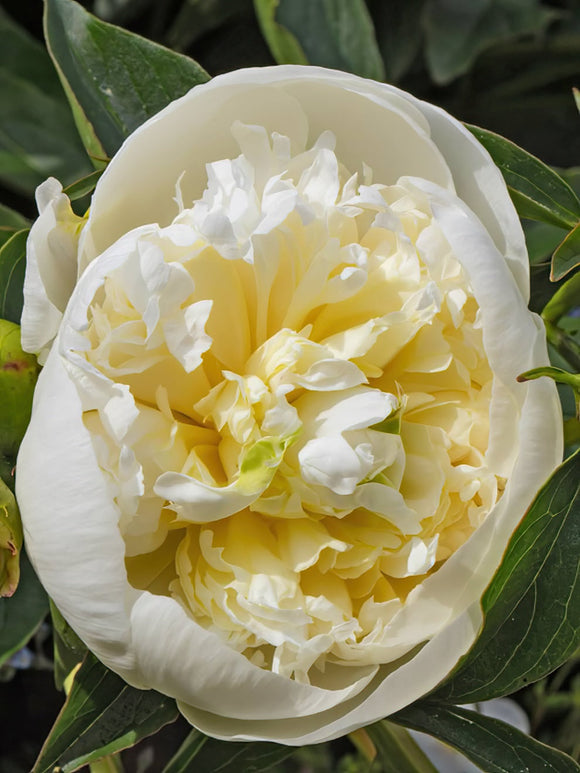 Pioenroos Duchesse de Nemours bestellen