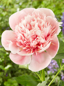 Pioenroos Etched Salmon