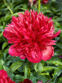 Pioenroos Many Happy Returns