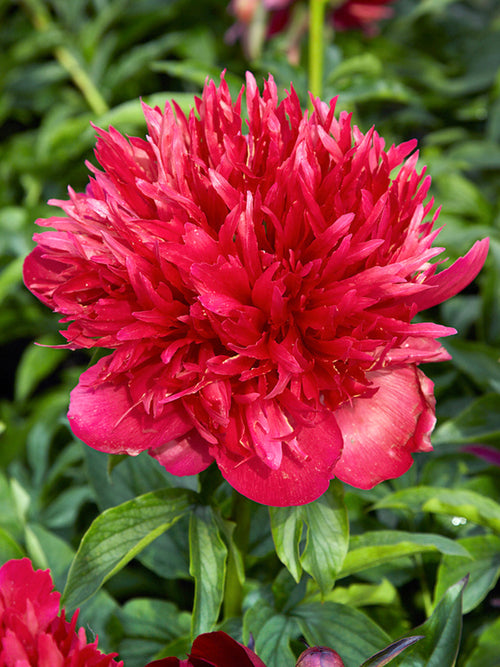 Buy Peony Many Happy Returns bare roots