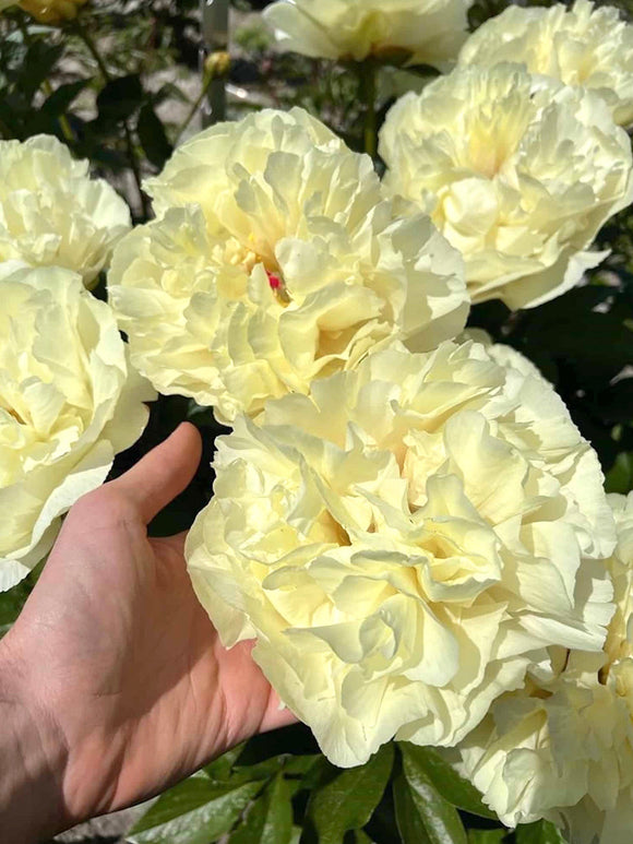 Buy Peony Vanilla Schnapps