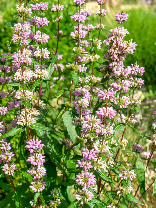 Phlomis tuberosa 'Bronze Flamingo', brandkruid vaste planten