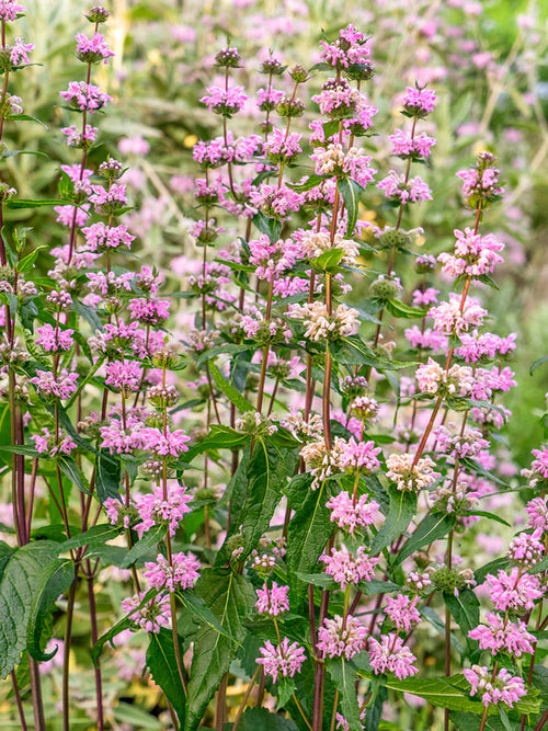 Phlomis tuberosa Bronze Flamingo Nagelkruid vaste planten