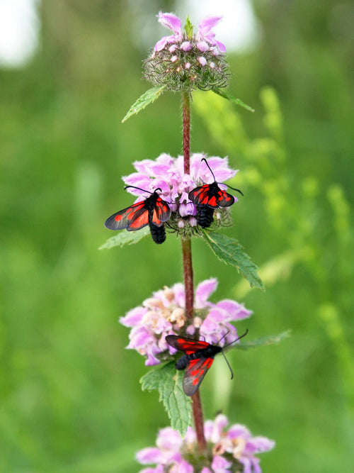 Phlomis Flamingo bronze - Brandkruid vaste planten