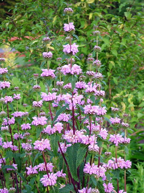 Phlomis tuberosa Bronze Flamingo Brandkruid