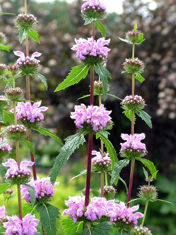 Phlomis tuberosa Bronze Flamingo Vaste Planten