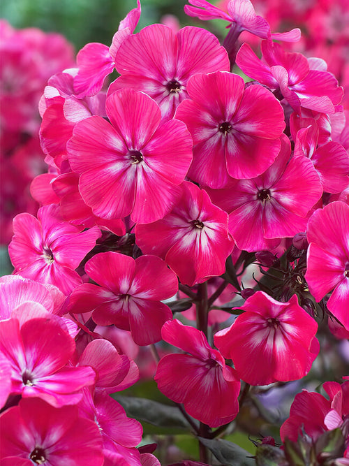Kopen Phlox Alexandra met verzending in de lente!