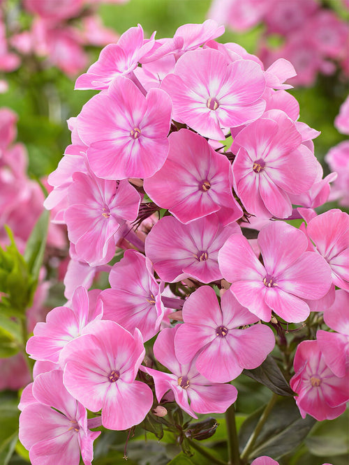 Koop Phlox Anastasia met verzending in de lente!