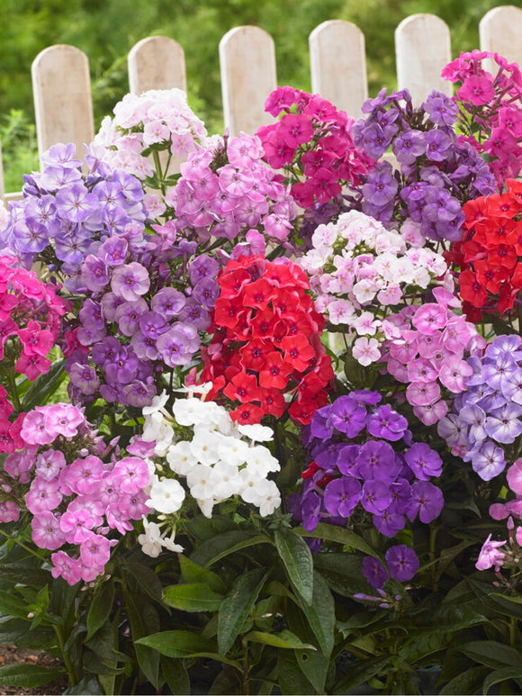 Koop Mix Phlox met verzending in de lente!