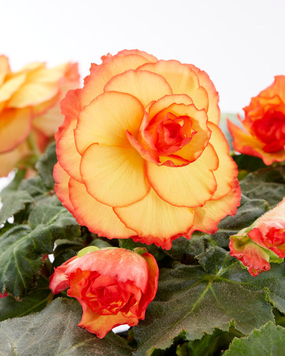 Picotee Sunburst Begonia knollen bestellen