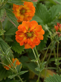 Ganzerik (Potentilla) William Rollison