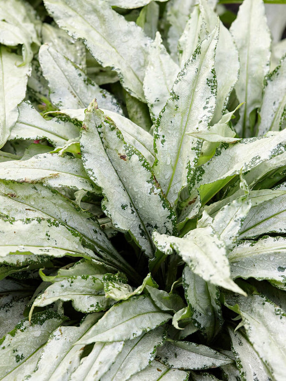Pulmonaria Silver Bouquet (Longkruid) online bestellen