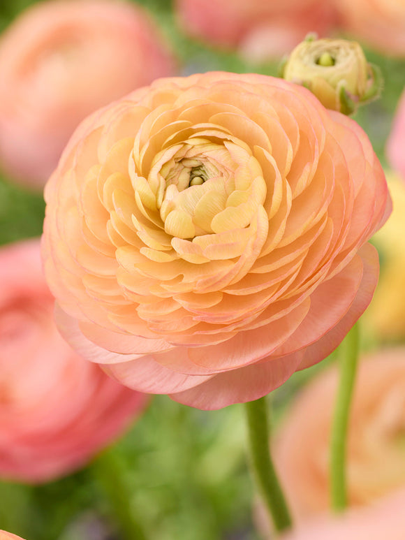 Ranunculus bloembollen Amandine Peach Salmon