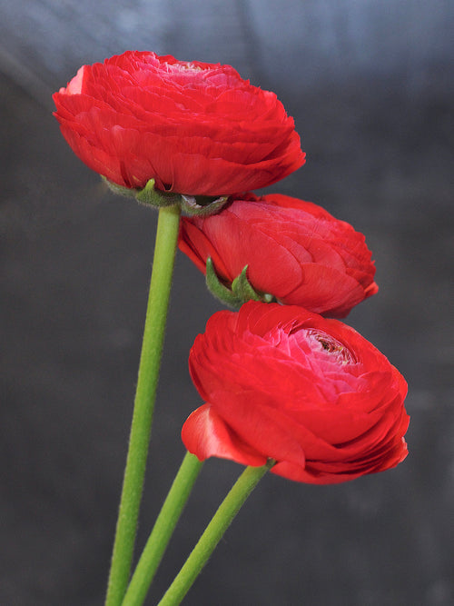 Ranunculus Amandine Scarlet