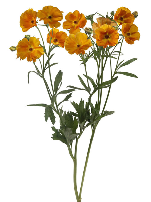 Ranunculus Butterfly Charis - Ranunculus bloembollen