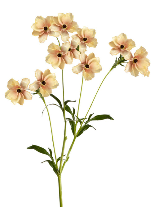 Ranunculus Butterfly Hestia - Ranunculus bloembollen