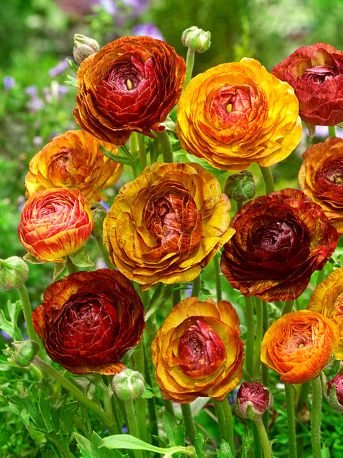 Ranunculus Picotee Café rood koperkleurige bloem