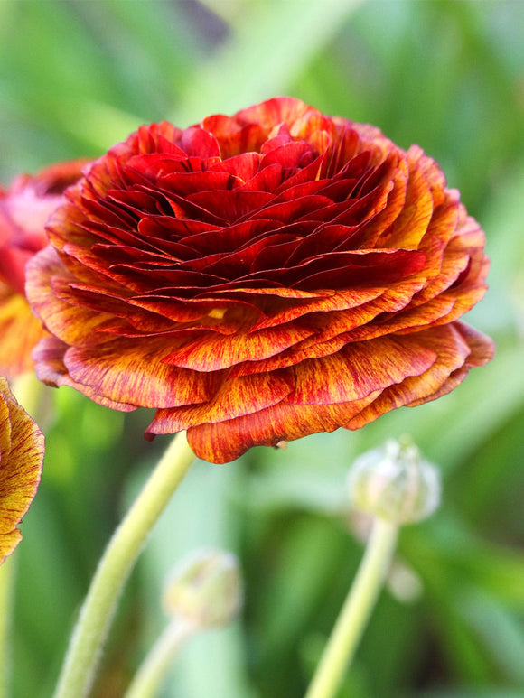 Ranunculus Picotee Café rood koperkleurige bloem