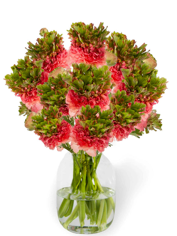 Ranunculus Crown Sisteron® met helderroze bloemblaadjes en groene kroon