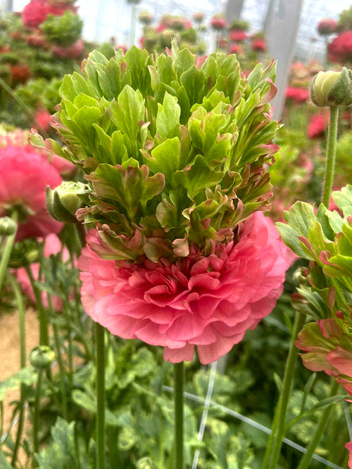 Detail van roze Ranunculus Crown Sisteron® bloem met groene kroon