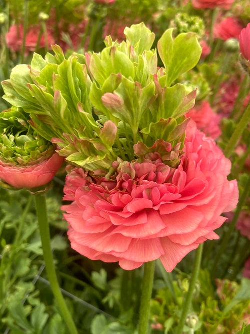 Bloeiende Ranunculus Crown Sisteron® in de tuin met rijke bloei
