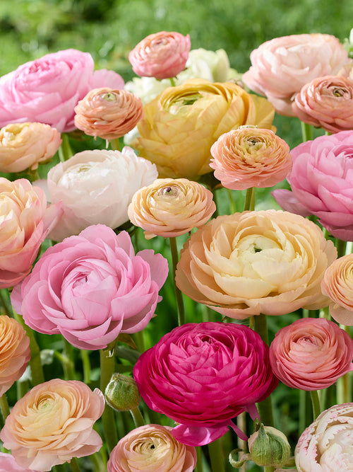 Ranunculus Pauline Pastel - Ranunculus - Ranonkel Kopen