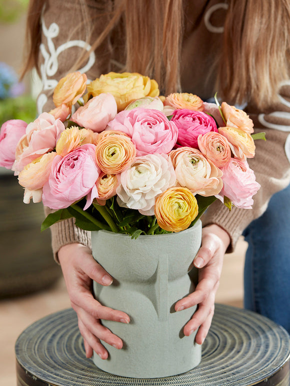 Ranunculus Pauline Pastel = Ranunculus - Ranonkel kopen in Nederland