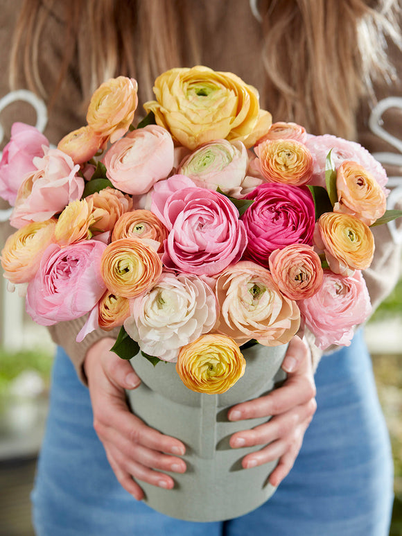 Ranunculus Pauline Pastel = Ranunculus - Ranonkel Bestellen