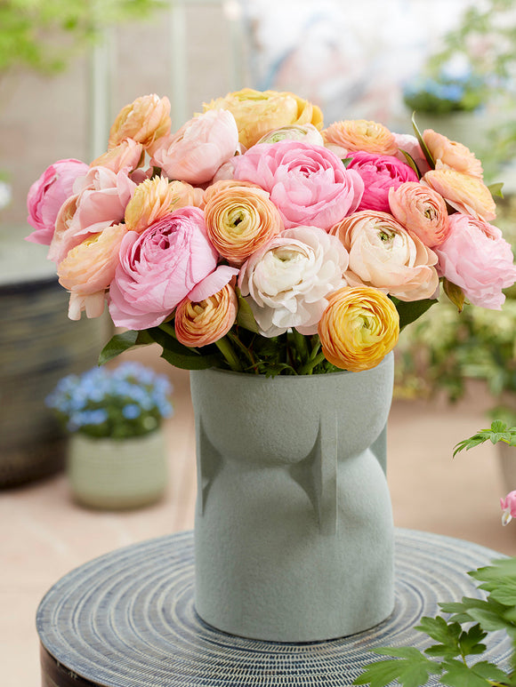 Ranunculus Amandine Pauline Pastel